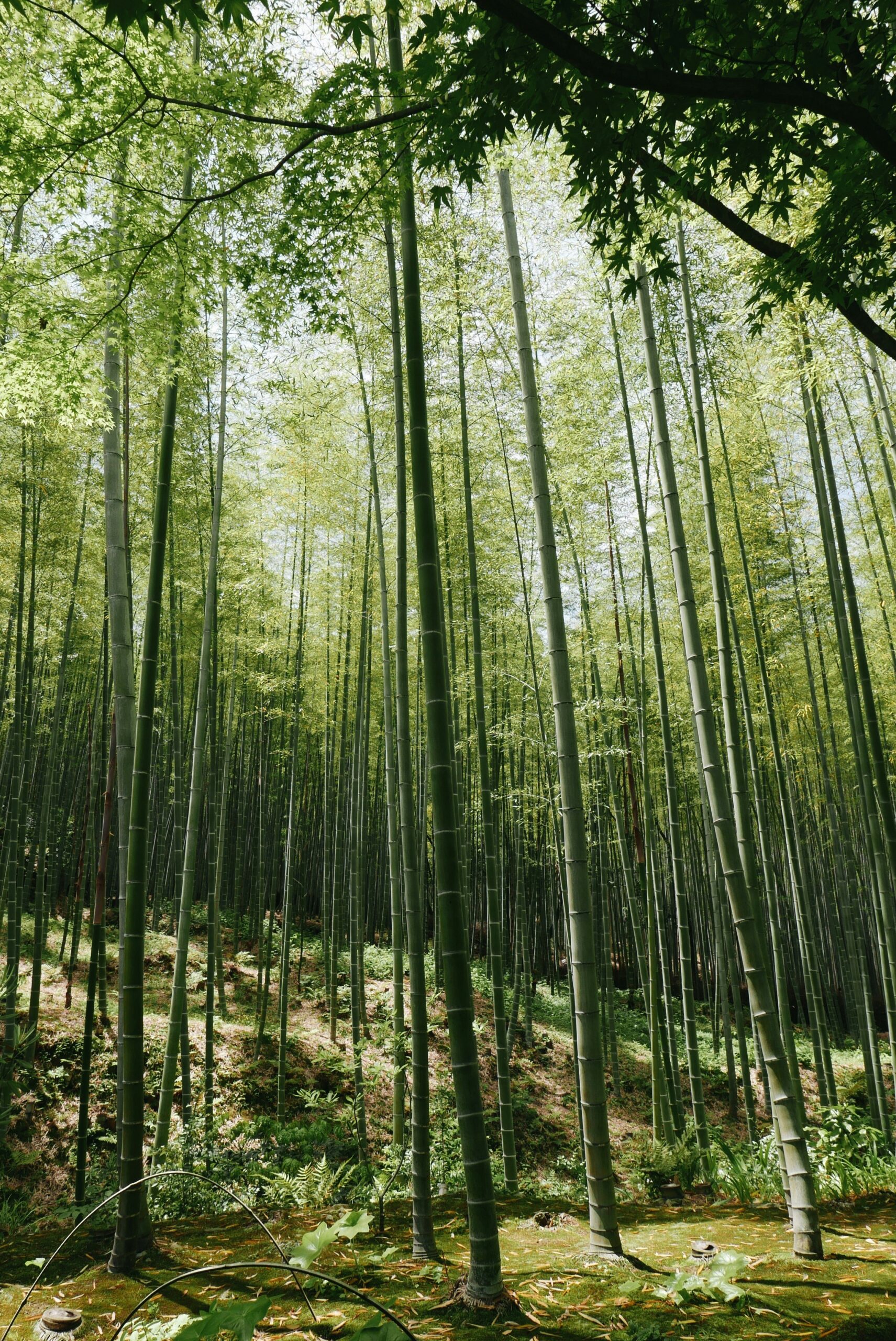 Sunlight filtering through the tall green stalks of Arashiyama Bamboo Grove in Kyoto Japan